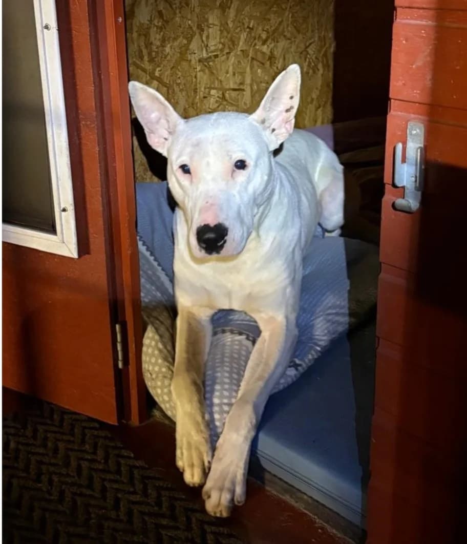 Titus Zuhause gesucht, male young Dogo Argentino for adoption at HundeHilfe Koblenz e.V.