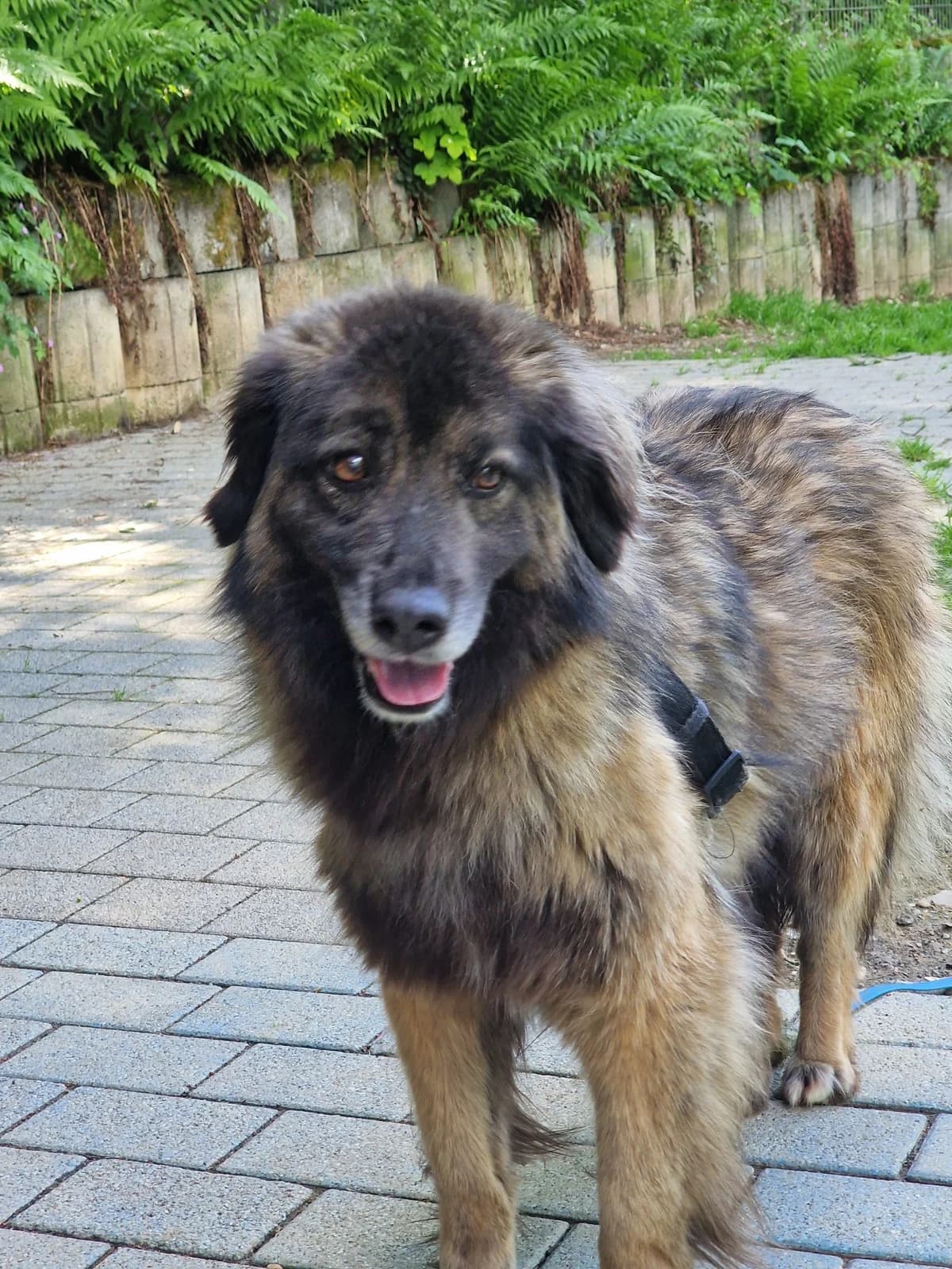 Lara vorsichtig und neugierig zugleich, female 3yo Mixed Breed for adoption at HundeHilfe Koblenz e.V.