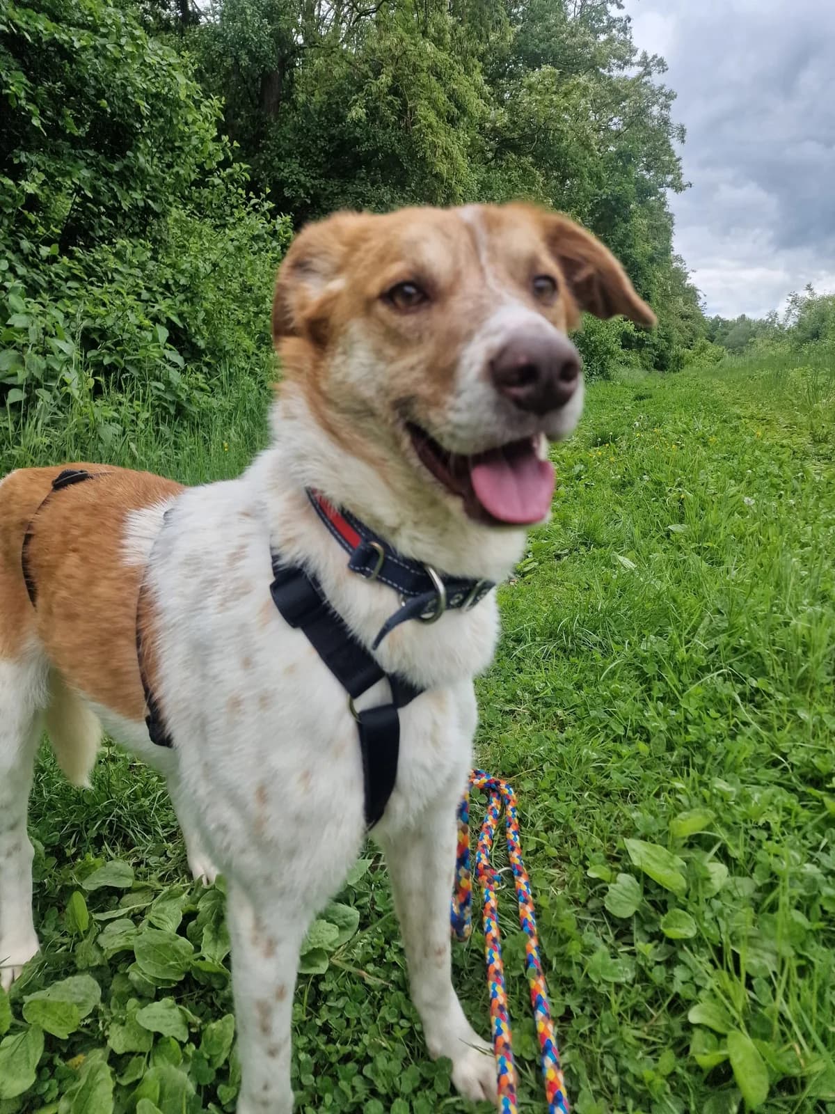 Dario verspielt, verschmust und noch etwas vorsichtig, male 3yo Mixed Breed for adoption at HundeHilfe Koblenz e.V.