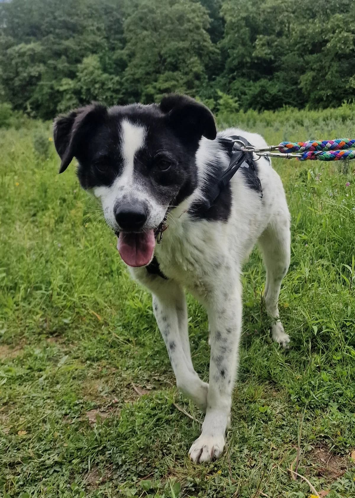 Pixel unsichere Pfote auf dem Weg ins Vertrauen, male 4yo Mixed Breed for adoption at HundeHilfe Koblenz e.V.