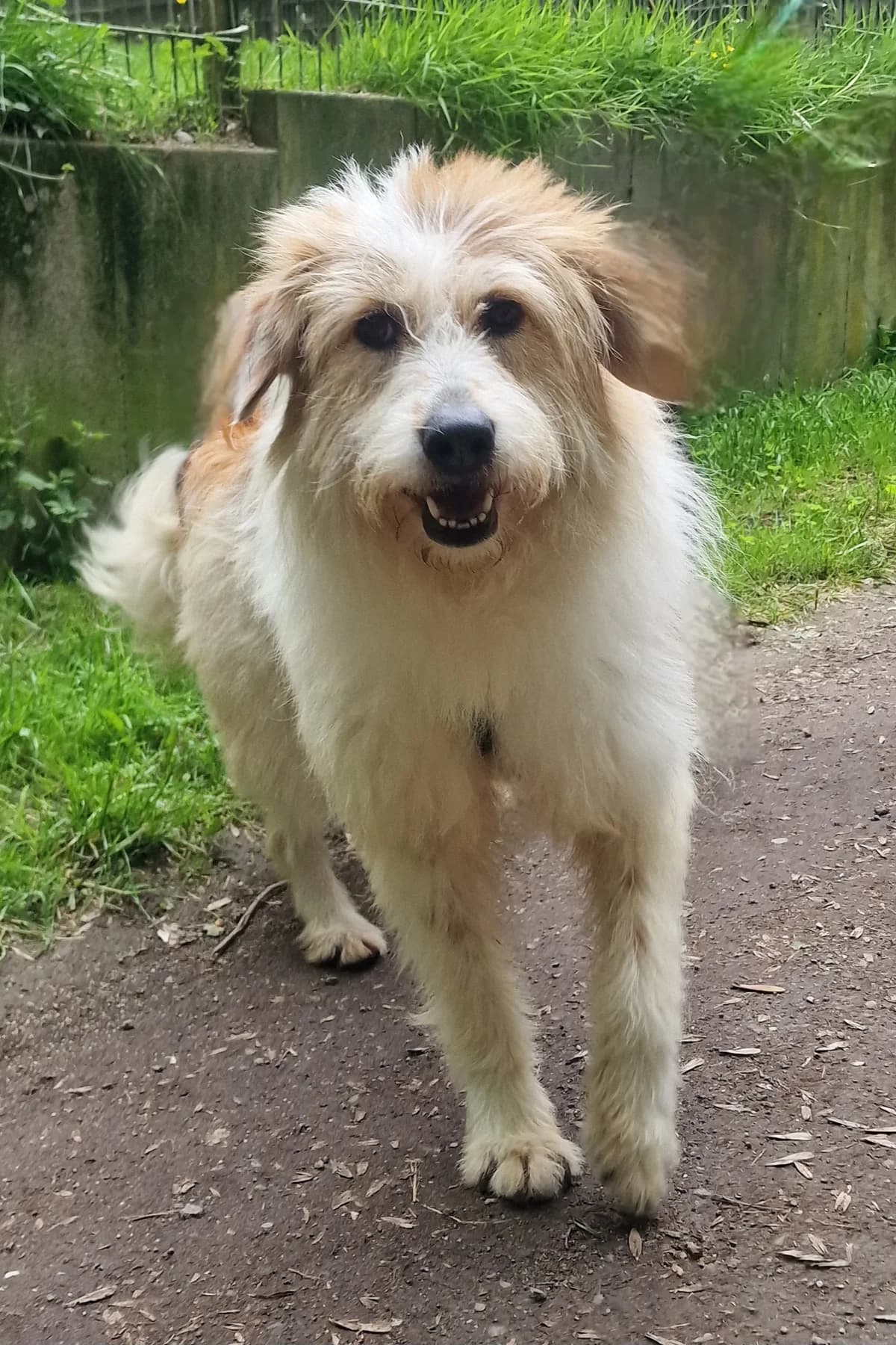 Manja sucht ihr Glück, female 3yo Mixed Breed for adoption at HundeHilfe Koblenz e.V.
