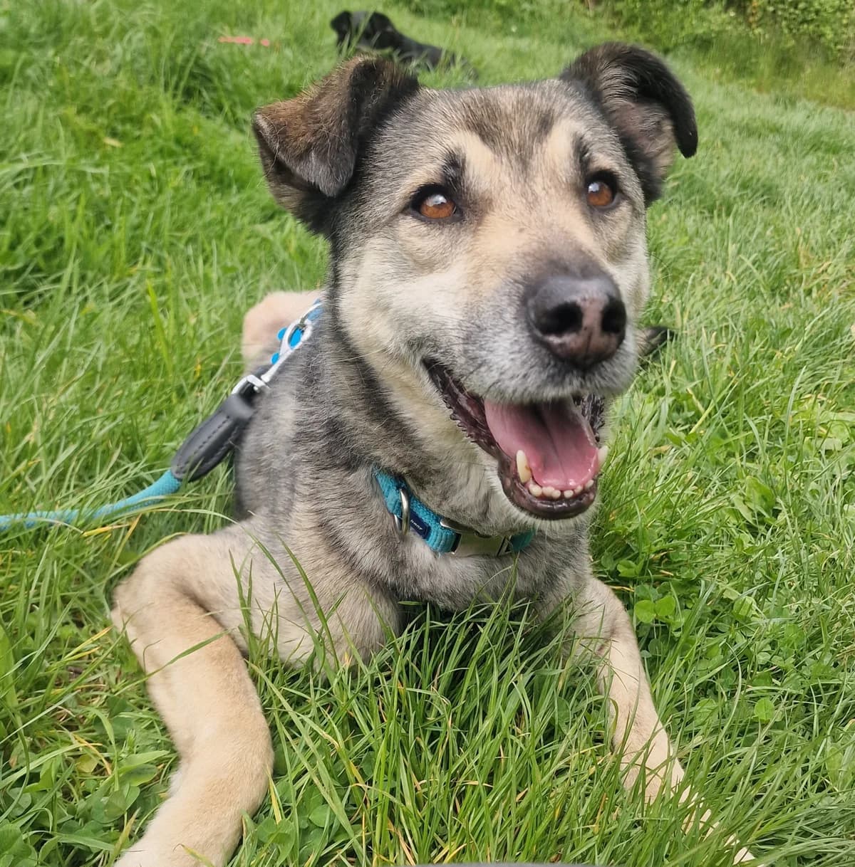 Tassilo gute Laune auf vier Pfoten, male 7yo Mixed Breed for adoption at HundeHilfe Koblenz e.V.