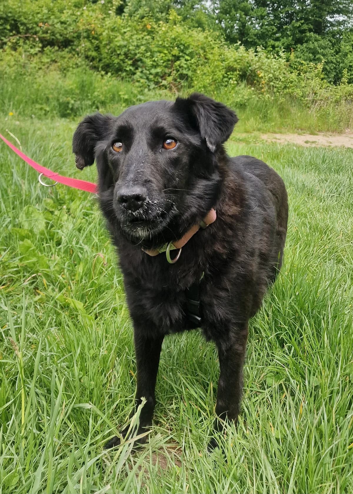 Tessa die leisen Seelen berühren oft am tiefsten, female 7yo Mixed Breed for adoption at HundeHilfe Koblenz e.V.