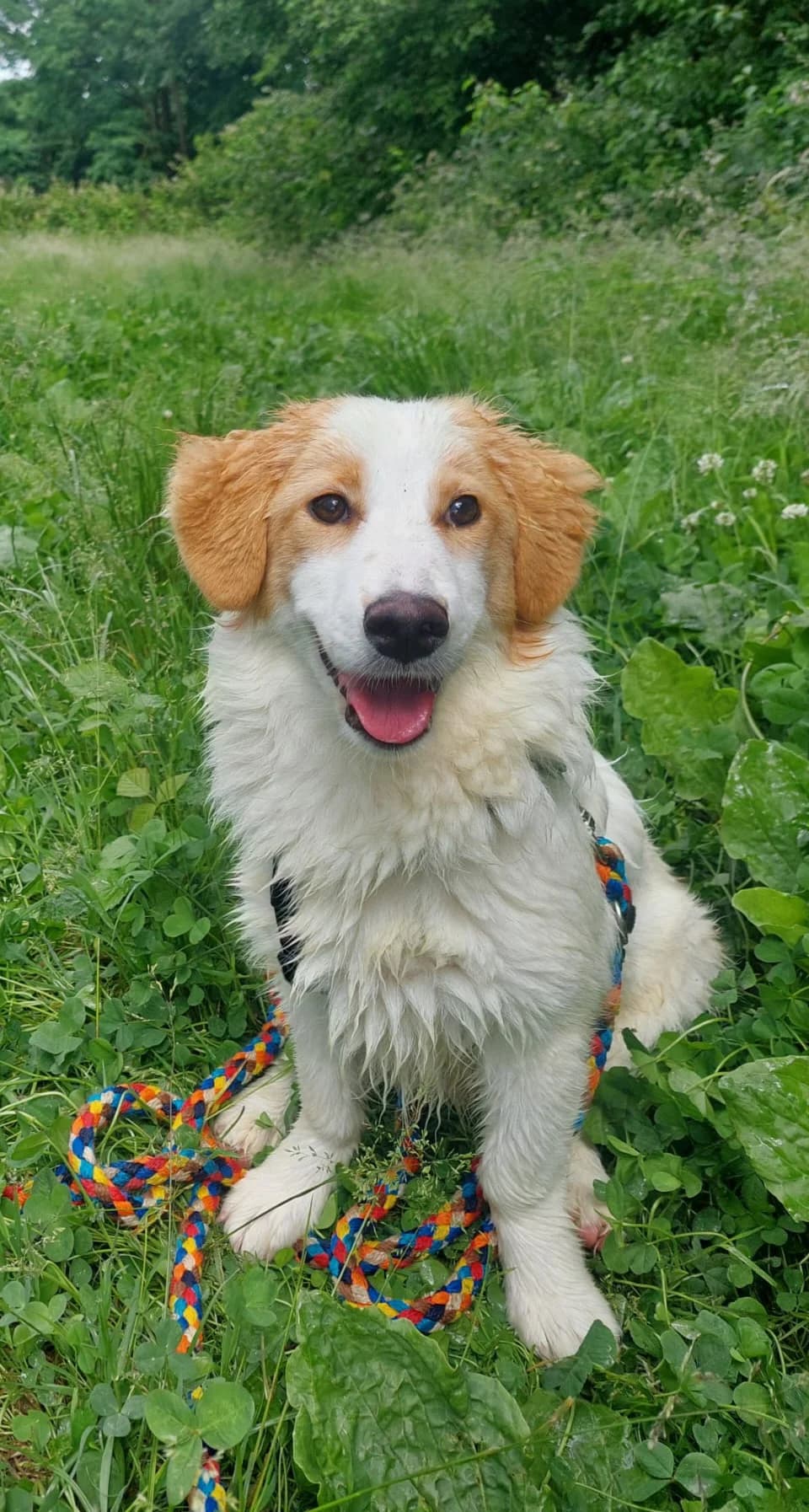 Munzzi kleine Maus sucht großes Glück, Mixed Breed (HundeHilfe Koblenz e.V.)