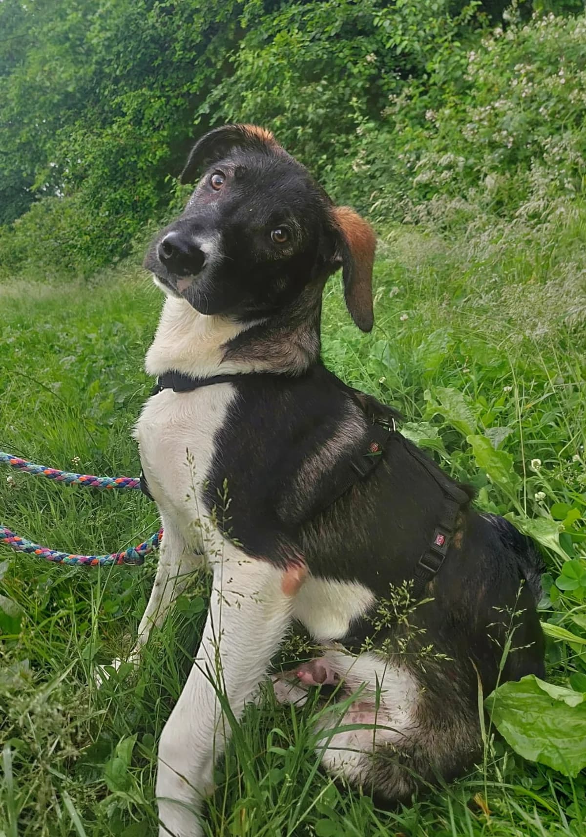 Stoney junger Herzensbrecher sucht sein Zuhause, Mixed Breed (HundeHilfe Koblenz e.V.)