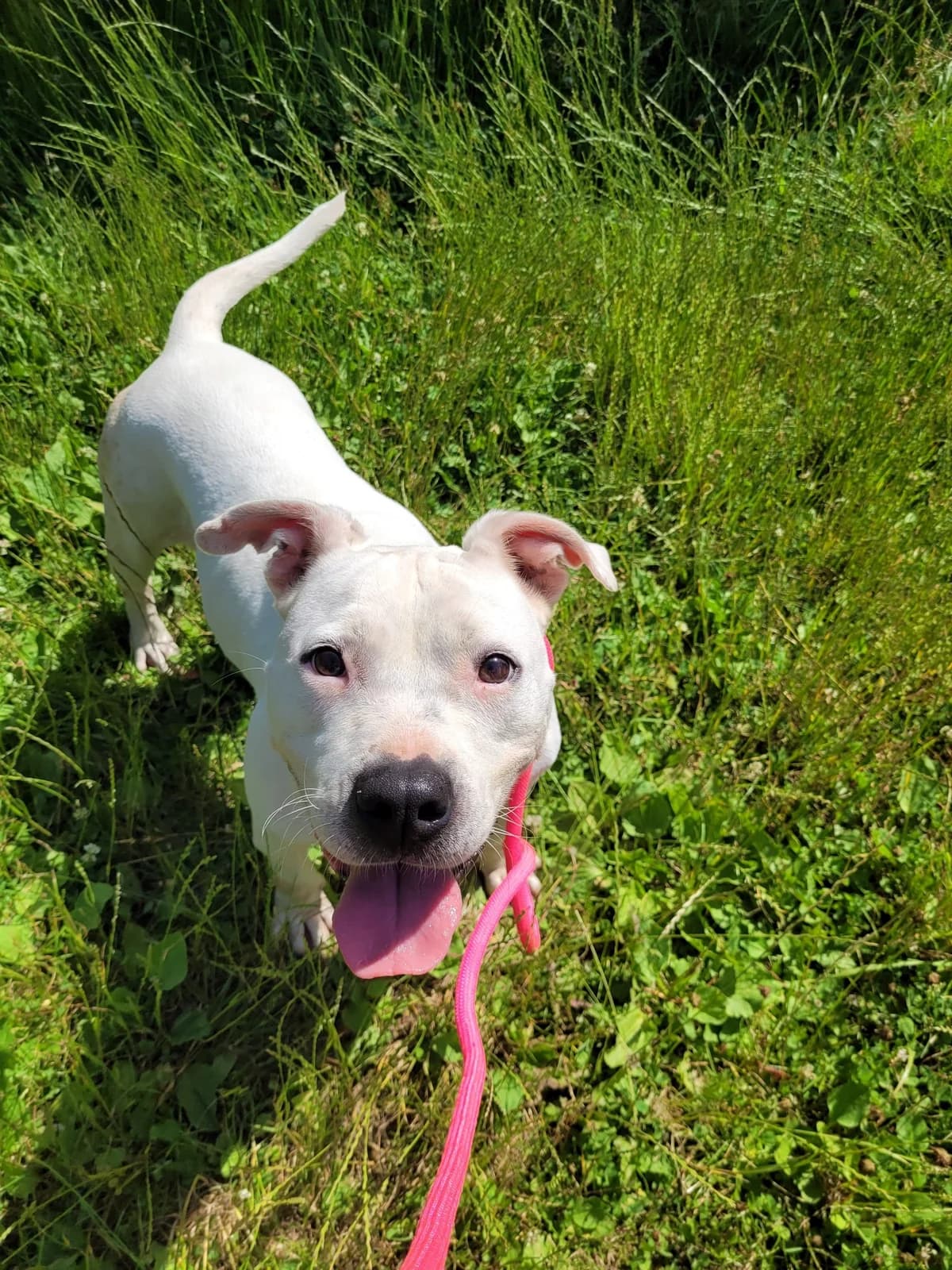 Zoe die Schöne sucht ihr Glück, female 5yo Mixed Breed for adoption at HundeHilfe Koblenz e.V.