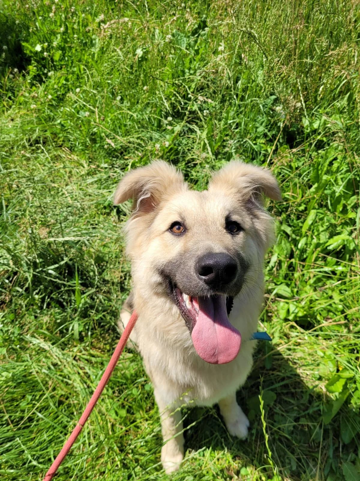 Niklas junger Charmeur sucht sein Für-immer-Zuhause, male puppy Mixed Breed for adoption at HundeHilfe Koblenz e.V.