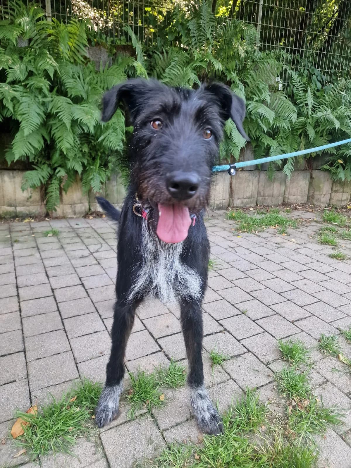 Lori anhängliche Hündin sucht ihren Menschen, female 3yo mixed breed for adoption at HundeHilfe Koblenz e.V.