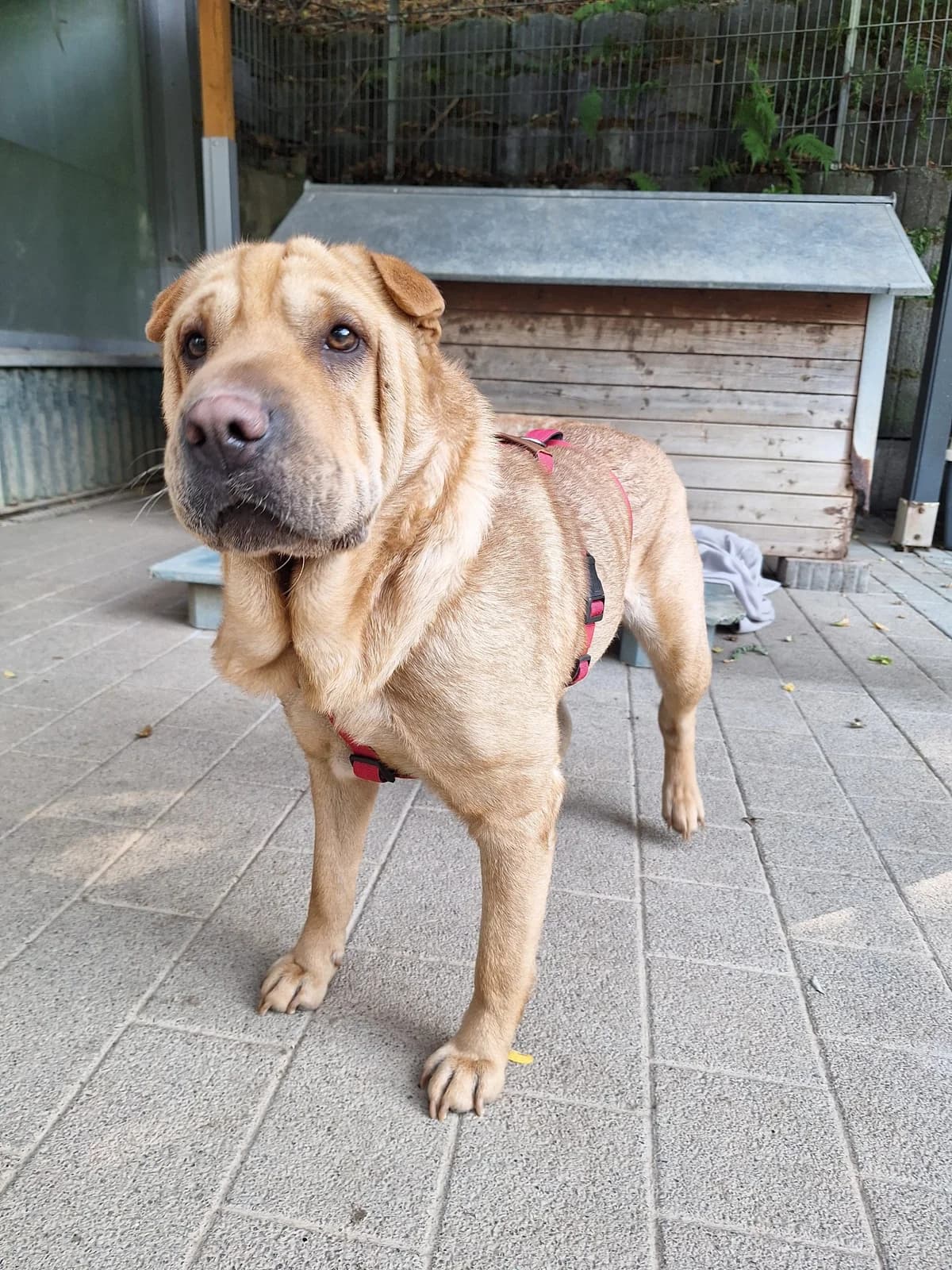 Sumy freundliche Sharpeimix-Hündin sucht ihr Zuhause, Shar Pei (HundeHilfe Koblenz e.V.)