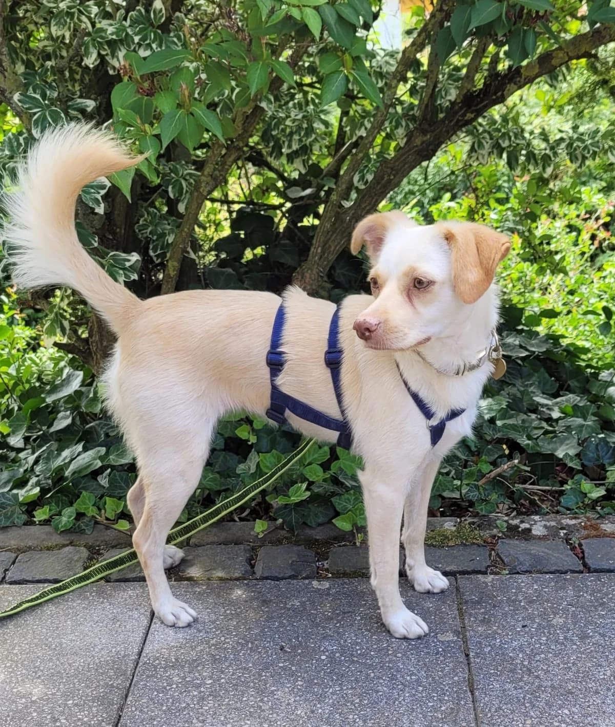 Chanel, female Mixed Breed for adoption at Hundehilfe Kreta e.V.