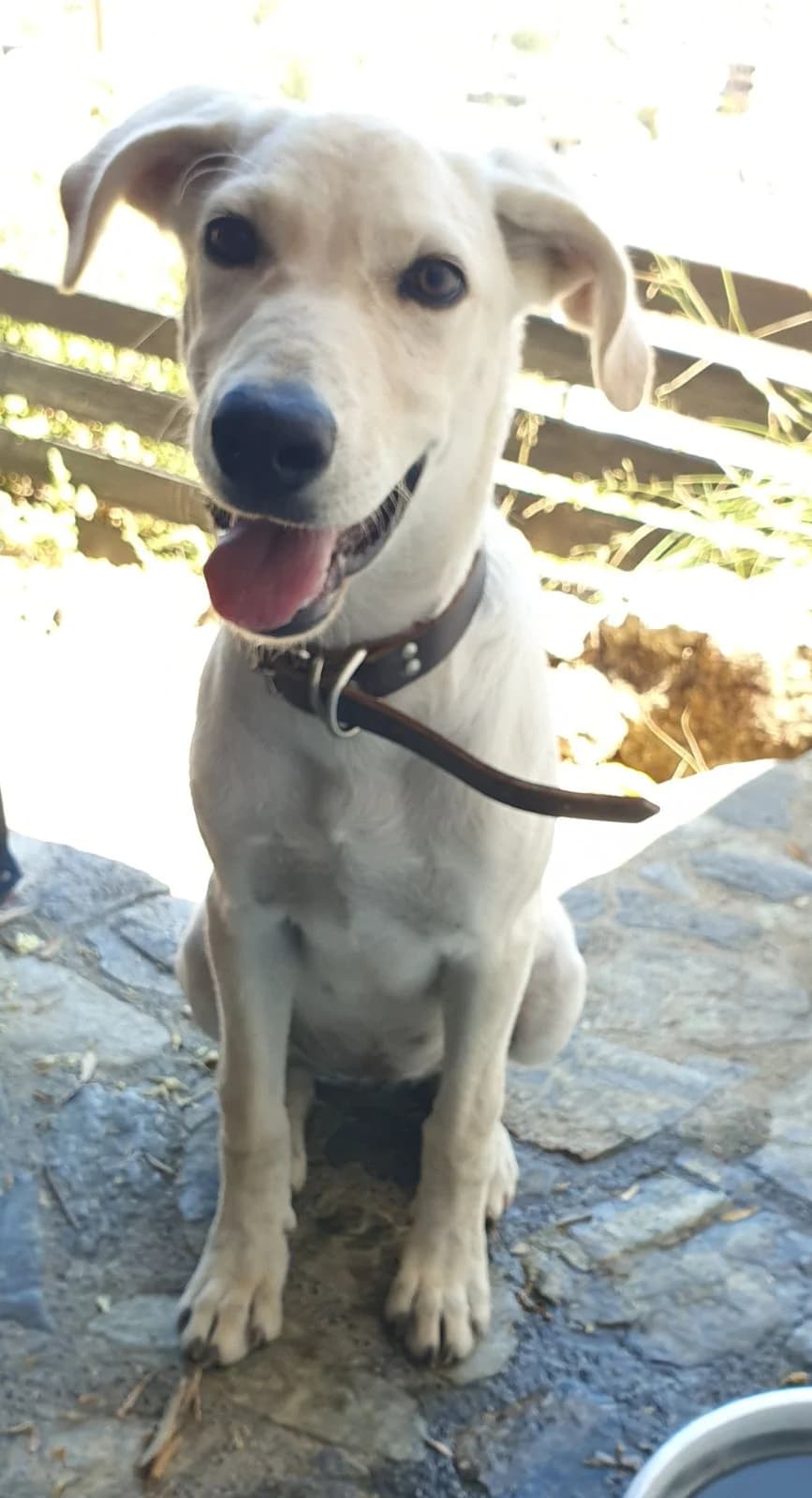 Dina, female puppy Mixed Breed for adoption at Hundehilfe Kreta e.V.