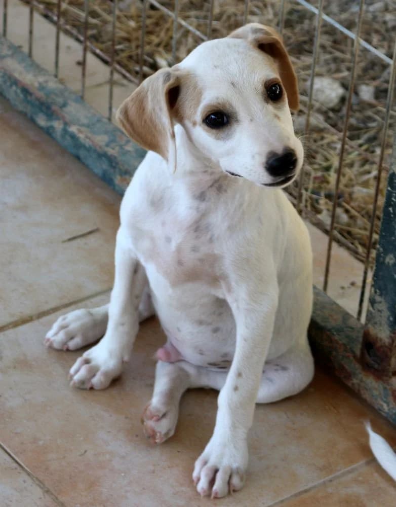 Jesse, male puppy Mixed Breed for adoption at Hundehilfe Kreta e.V.
