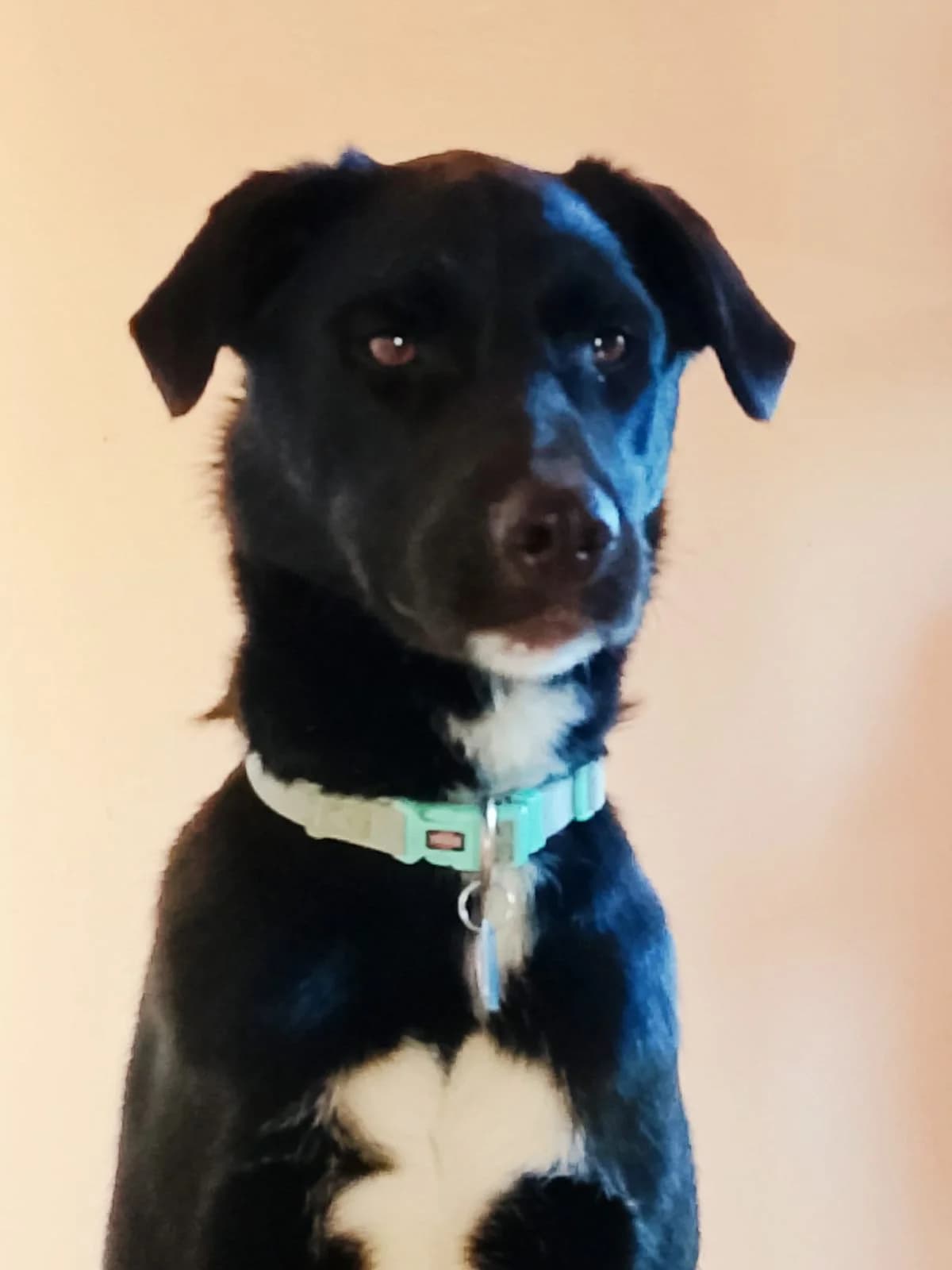 Lucky, male 3yo Mixed Breed for adoption at Hundehilfe Kreta e.V.