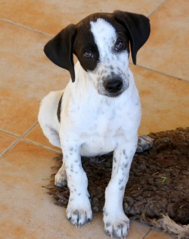 Samuel, male puppy Mixed Breed for adoption at Hundehilfe Kreta e.V.