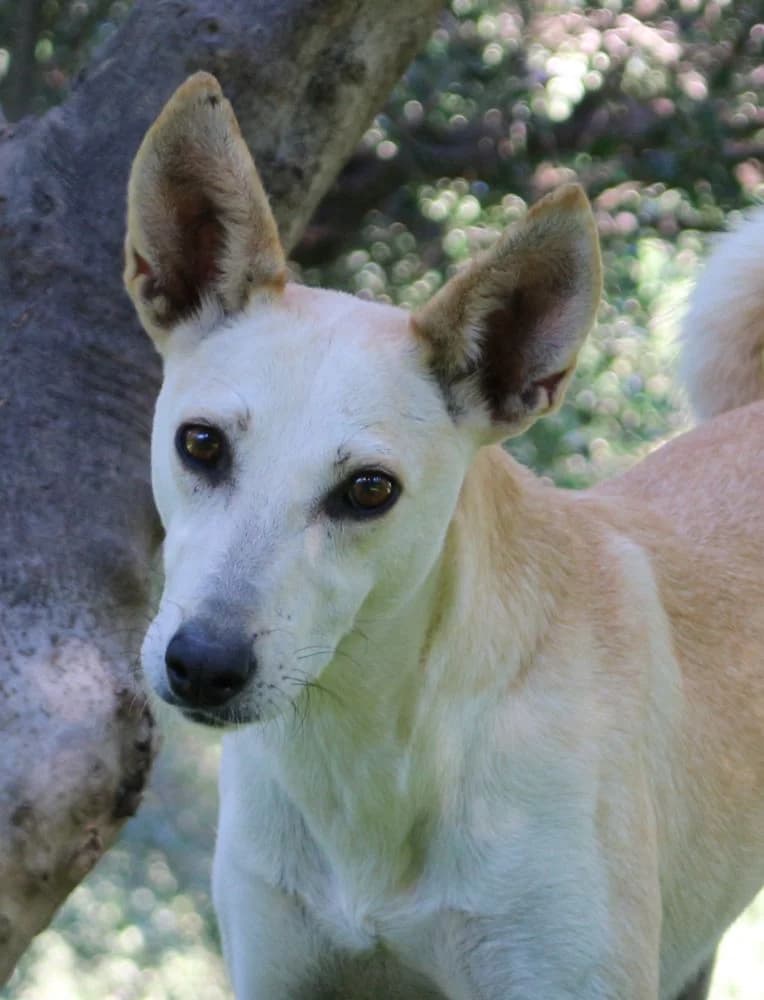 Saphira, female 6yo Mixed Breed for adoption at Hundehilfe Kreta e.V.