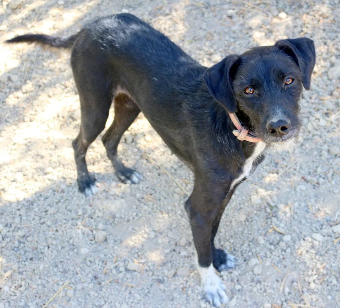 Sevi, female young Mixed Breed for adoption at Hundehilfe Kreta e.V.