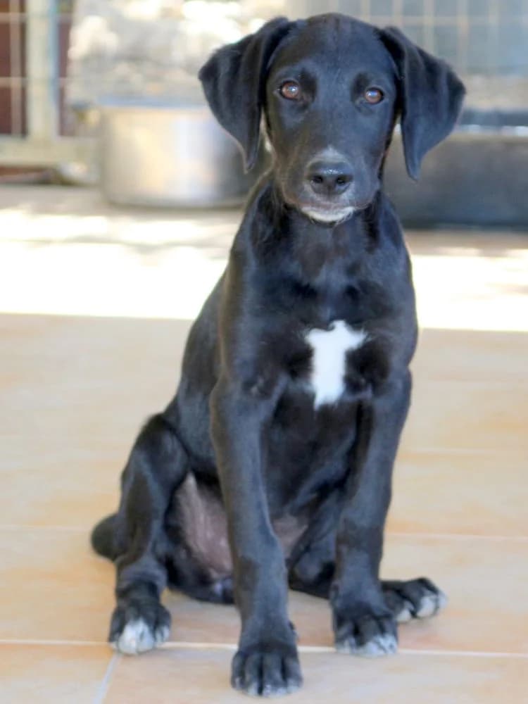 Sky, female puppy Mixed Breed for adoption at Hundehilfe Kreta e.V.