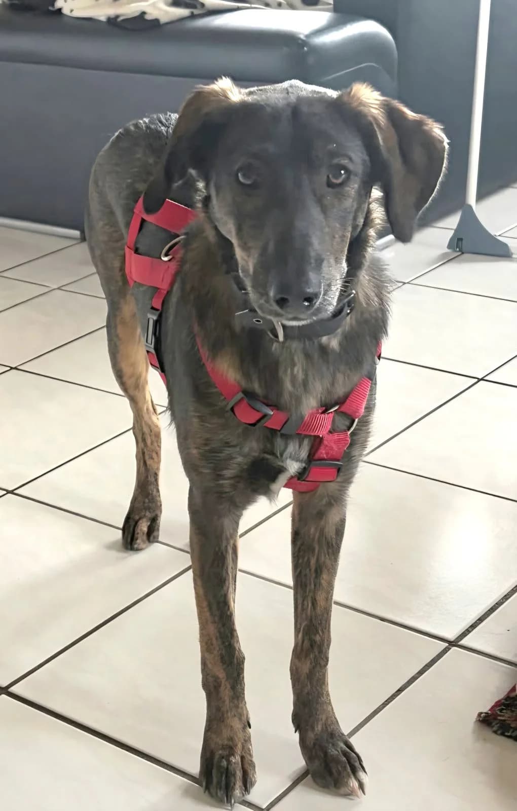 Tabea, female puppy Mixed Breed for adoption at Hundehilfe Kreta e.V.