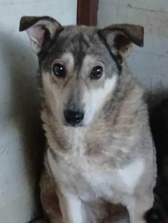 LYRA, female senior Mixed Breed for adoption at Hundehilfe Lucky Stray e.V.