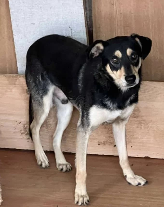 FUCHUR, male 3yo Mixed Breed for adoption at Hundehilfe Lucky Stray e.V.