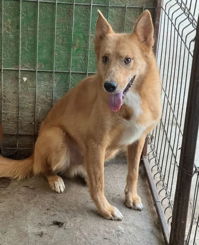 MILOS, male senior Mixed Breed for adoption at Hundehilfe Lucky Stray e.V.