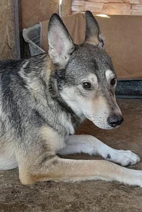 ATTILA, Mixed Breed (Hundehilfe Lucky Stray e.V.)
