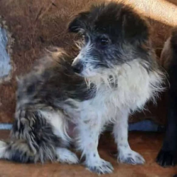 TONI, male 5yo Mixed Breed for adoption at Hundehilfe Lucky Stray e.V.