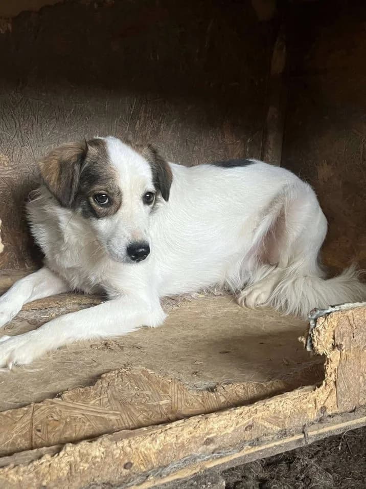 ZORA, Mixed Breed (Hundehilfe Lucky Stray e.V.)