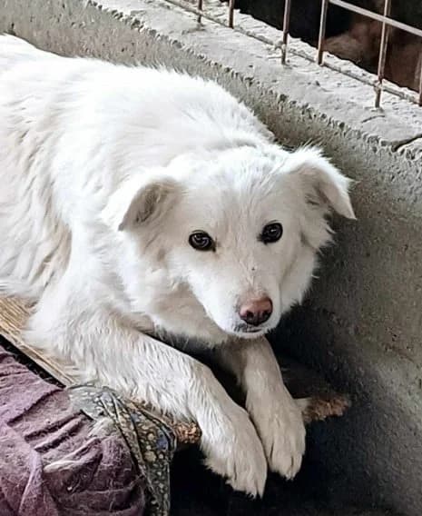 KATE, female 7yo Mixed Breed for adoption at Hundehilfe Lucky Stray e.V.