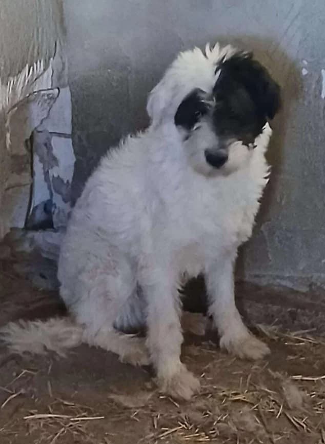 ZORA, Mixed Breed (Hundehilfe Lucky Stray e.V.)