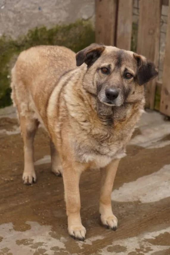 LABUS, male senior Mixed Breed for adoption at Hundehilfe Lucky Stray e.V.