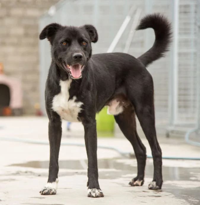 BILLY, Mixed Breed (Hundehilfe Lucky Stray e.V.)