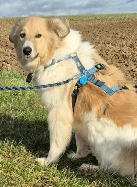 NOAH, male 7yo Mixed Breed for adoption at Hundehilfe Lucky Stray e.V.
