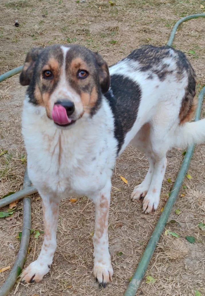 FELIX, male senior Mixed Breed for adoption at Hundehilfe Lucky Stray e.V.