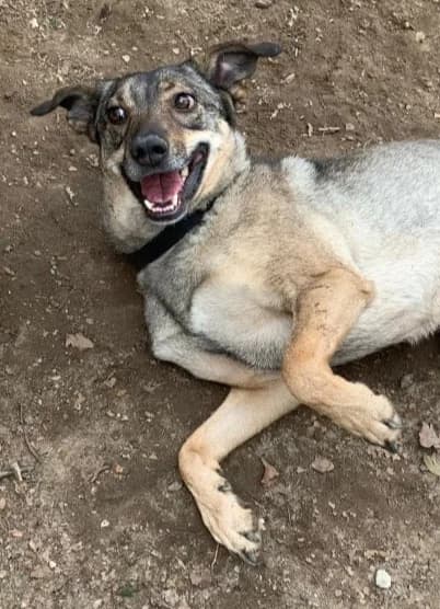 POESIE, female Mixed Breed for adoption at Hundehilfe Lucky Stray e.V.