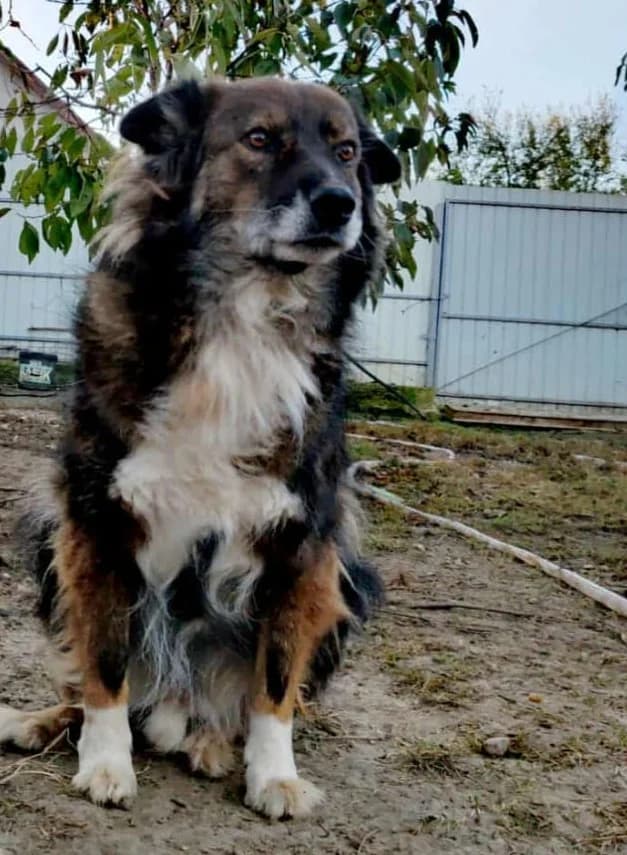 RAJA, male senior Mixed Breed for adoption at Hundehilfe Lucky Stray e.V.