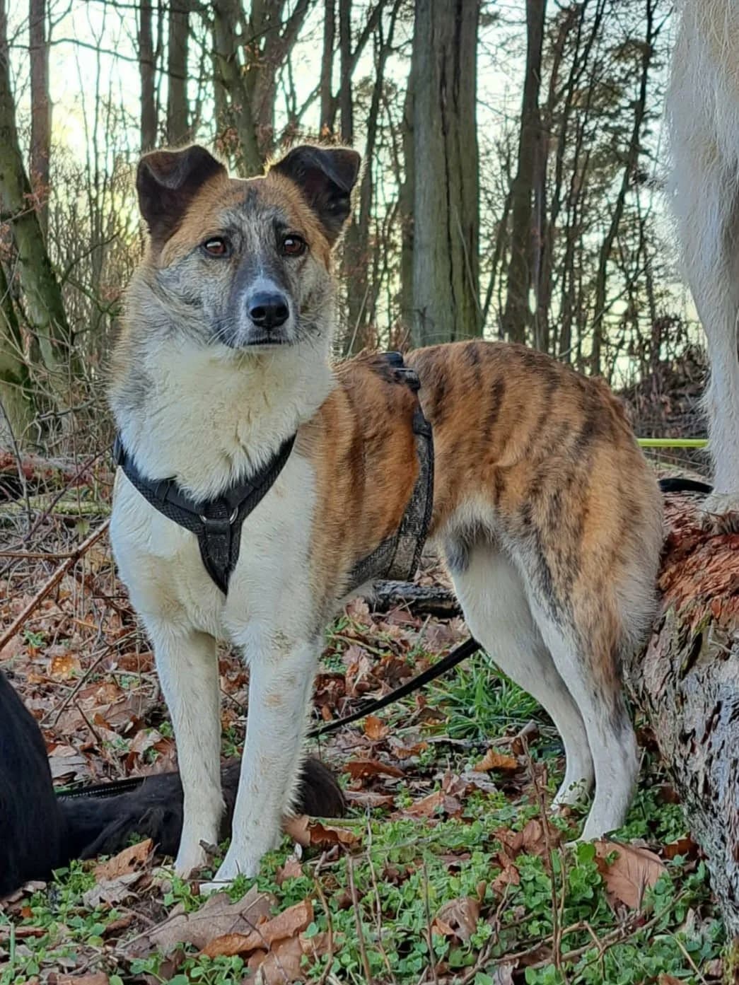 SAVANNAH, female 6yo Mixed Breed for adoption at Hundehilfe Lucky Stray e.V.