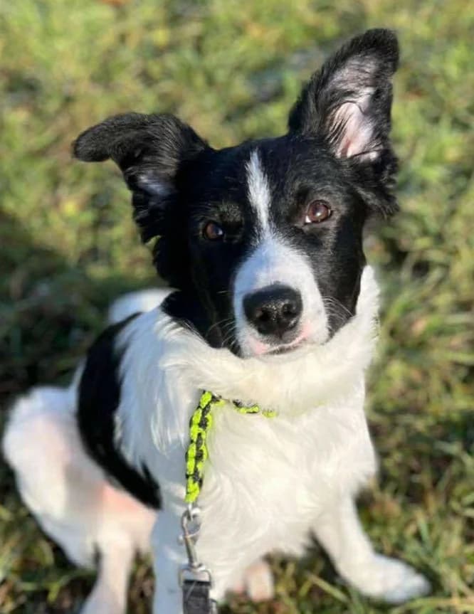 SAMMY, male puppy Mixed Breed for adoption at Hundehilfe Lucky Stray e.V.