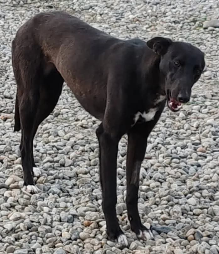 ILONA, female 7yo Mixed Breed for adoption at Hundehilfe Lucky Stray e.V.
