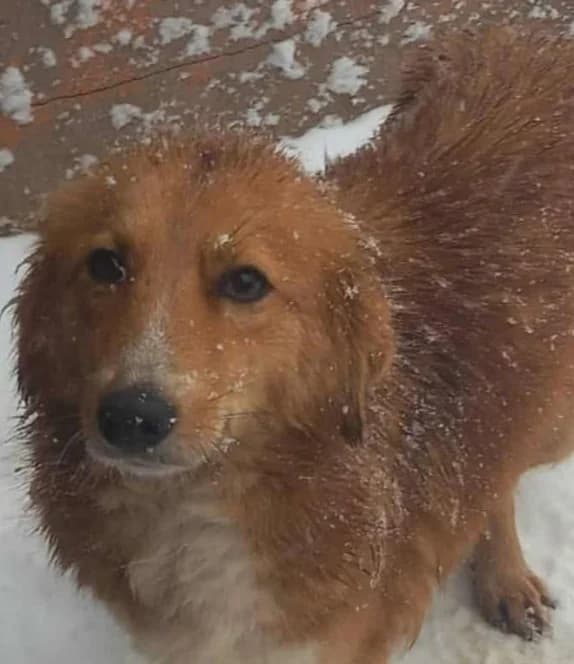 THELMA, female Mixed Breed for adoption at Hundehilfe Lucky Stray e.V.
