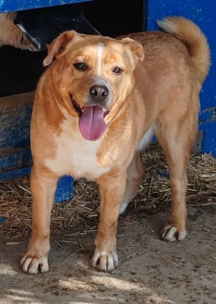 ZIGGY STARDUST, male young Mixed Breed for adoption at Hundehilfe Lucky Stray e.V.