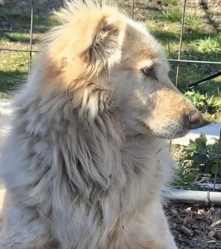MOJO, male 6yo Mixed Breed for adoption at Hundehilfe Lucky Stray e.V.