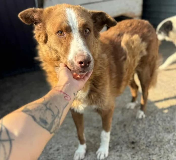 URSU, male senior Mixed Breed for adoption at Hundehilfe Lucky Stray e.V.