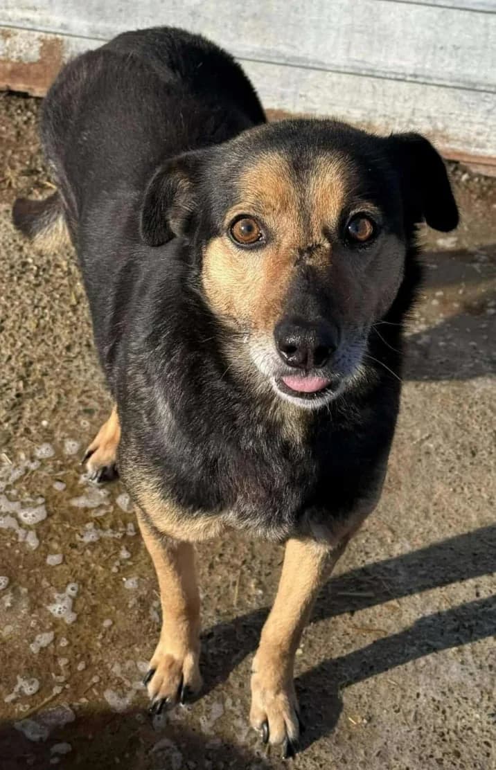ALEA, female 4yo Mixed Breed for adoption at Hundehilfe Lucky Stray e.V.