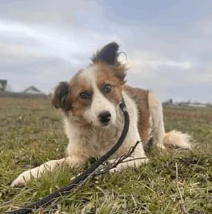 MAX, male 4yo Mixed Breed for adoption at Hundehilfe Lucky Stray e.V.