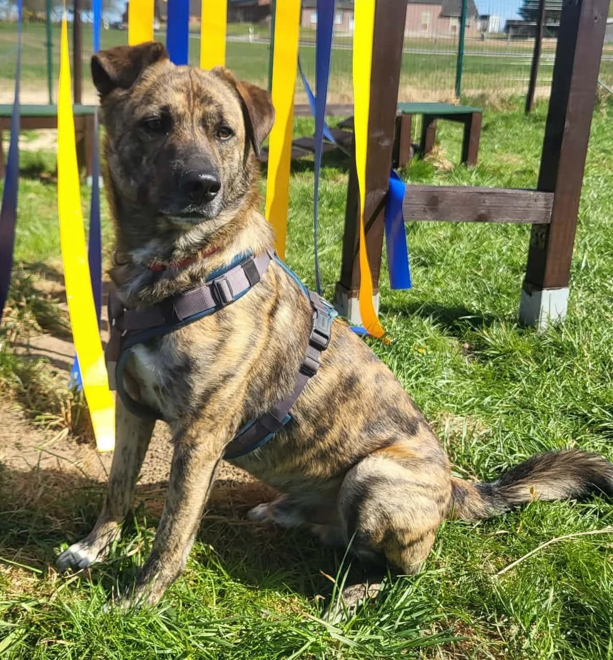KEKS, male young Mixed Breed for adoption at Hundehilfe Lucky Stray e.V.