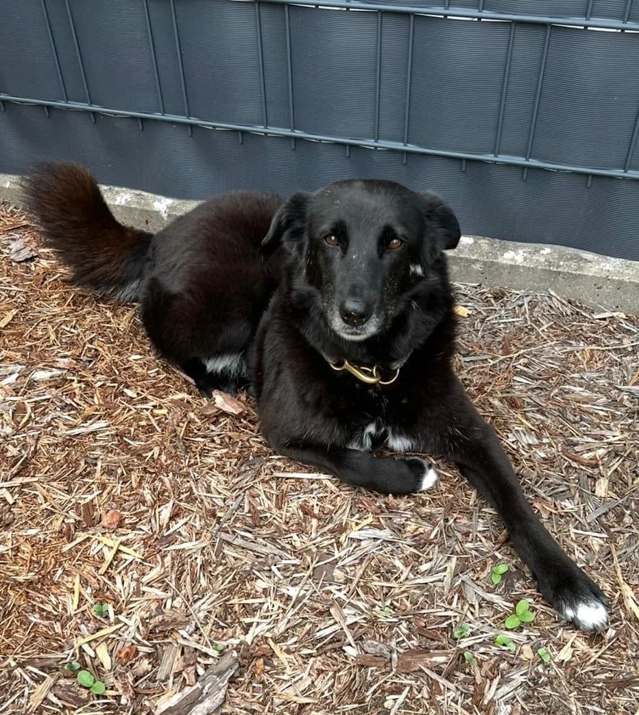 NINA, female senior Mixed Breed for adoption at Hundehilfe Lucky Stray e.V.