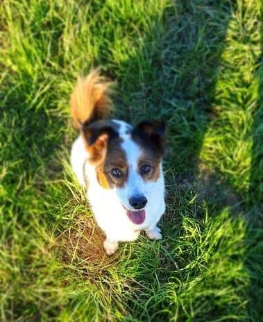 FEE, female senior Mixed Breed for adoption at Hundehilfe Lucky Stray e.V.