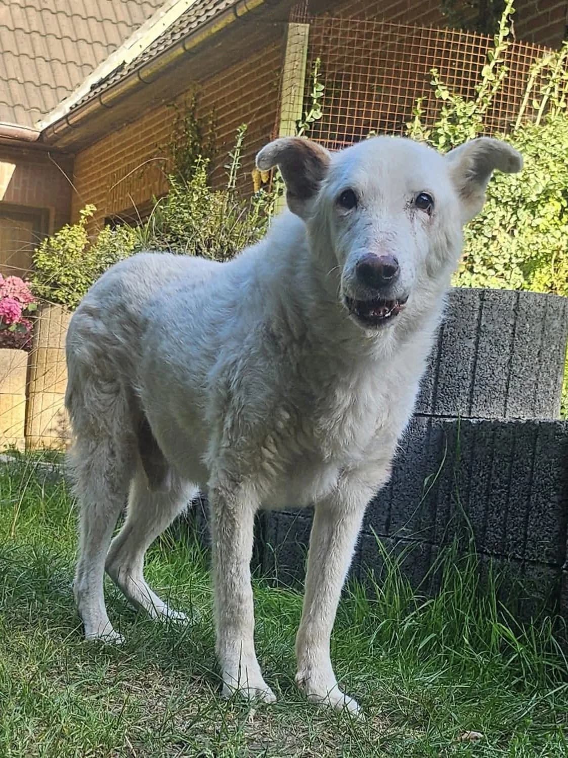 LOVIS, male senior Mixed Breed for adoption at Hundehilfe Lucky Stray e.V.