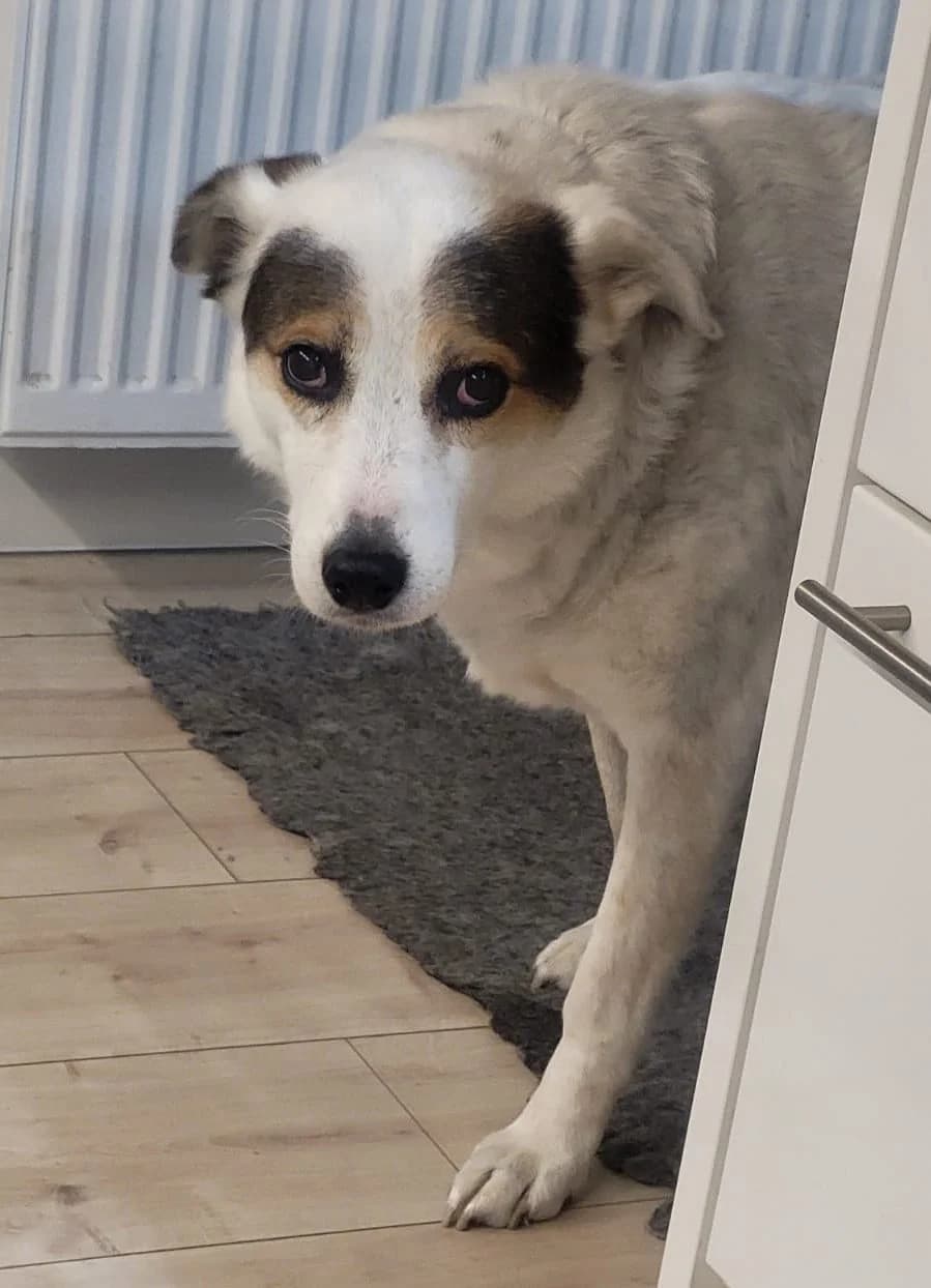 JARO, female Mixed Breed for adoption at Hundehilfe Lucky Stray e.V.